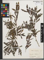 Foto von Salix purpurea L.